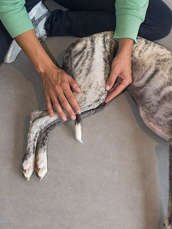 Stieber-Chiropraxis-Hunde-Pferde